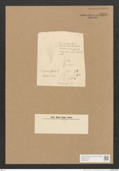 Schizonema sp. (de-Toni-Nr.: Genus 20) Zeichnungen Sammlung Grunow Nr. 2323 (NHMW-BOT-W0369449)